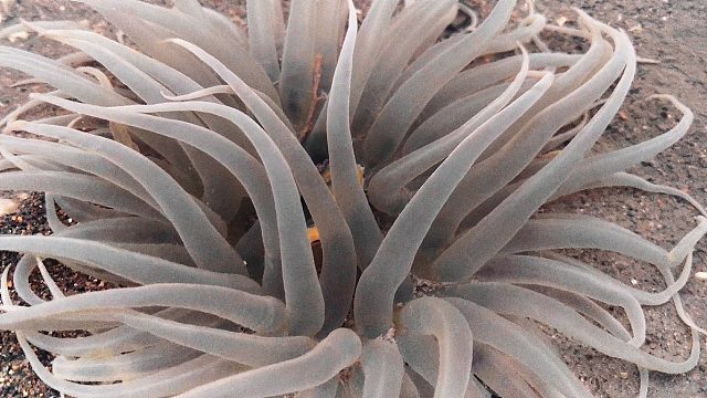 罕见海蚌比拳头大，老渔民赶海技巧，用勾子抓青蟹竹签