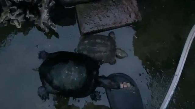 龟：你和你爷爷一样调皮