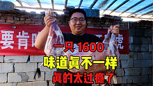 吃完这只羊，半月白干了！