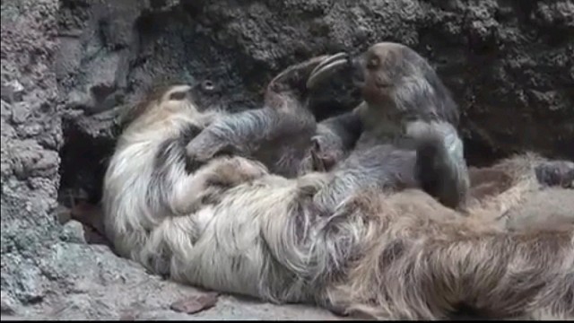 现在知道树懒有多懒了吧，动作比慢放还慢