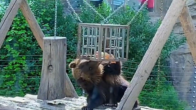 两只可爱小熊自己拿食物充