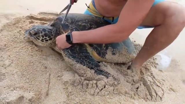 搁浅在沙滩的海龟，原来是……
