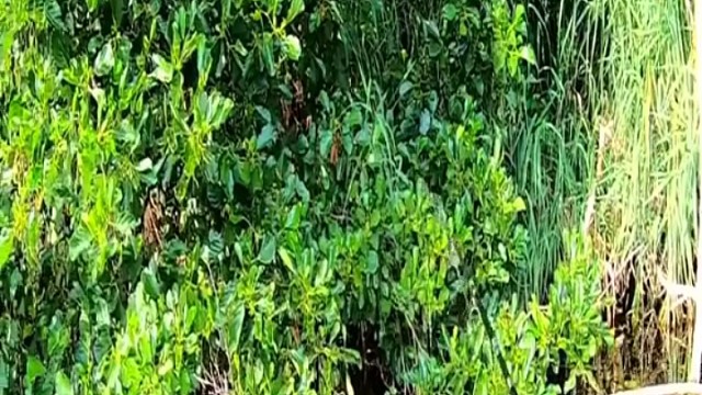 我的天啦，这么大的巨物，你们那有吗