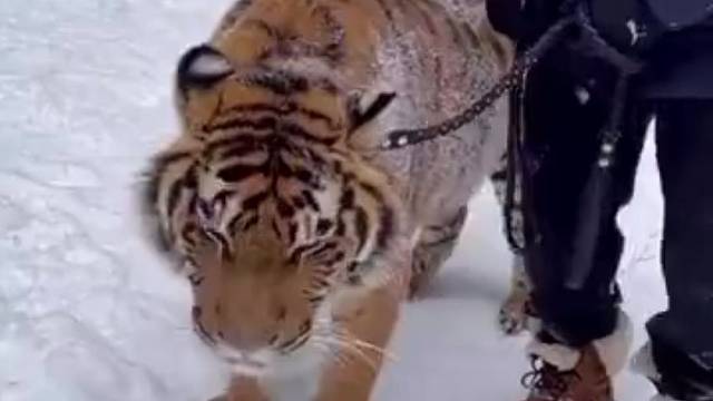 对于俄罗斯人来说，老虎不过是一只小猫咪而已想吸了