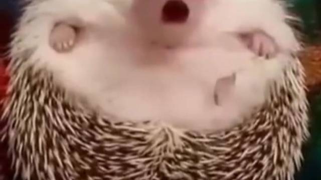 当一只刺猬生气的时候，给它吃的就好