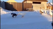 不光是人类喜欢玩猫，鹅也是