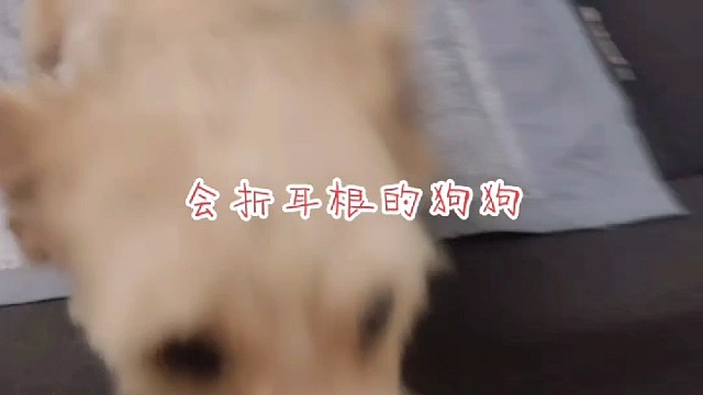 折耳根你学费了吗#