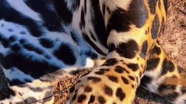 这小姐姐太大胆敢摸豹子