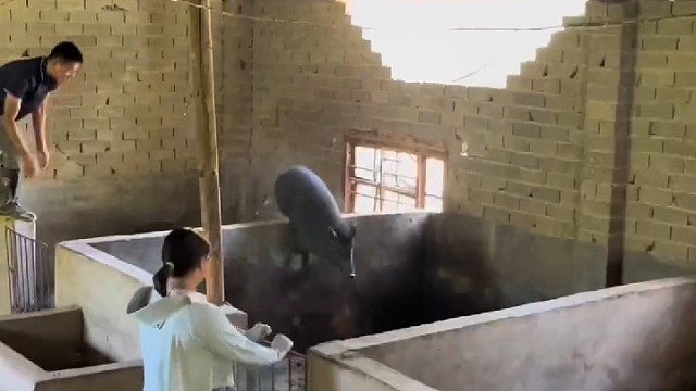 这跑山猪再训练一段时间，真的可以去参加跨栏比赛了