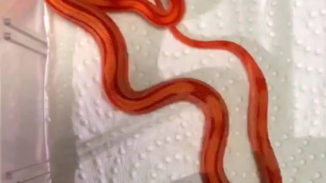 给宠物蛇喂老鼠