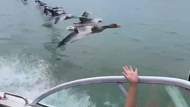 大雁真聪明，把快艇当头雁，利用快艇破风。翅膀不动都能飞。[笑cry][笑cry]