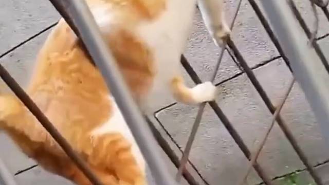 满级猫猫号，喵星人居然会这种操作！