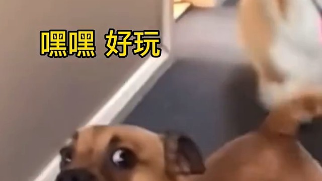 小黄学柯基走路一米四笑一米五