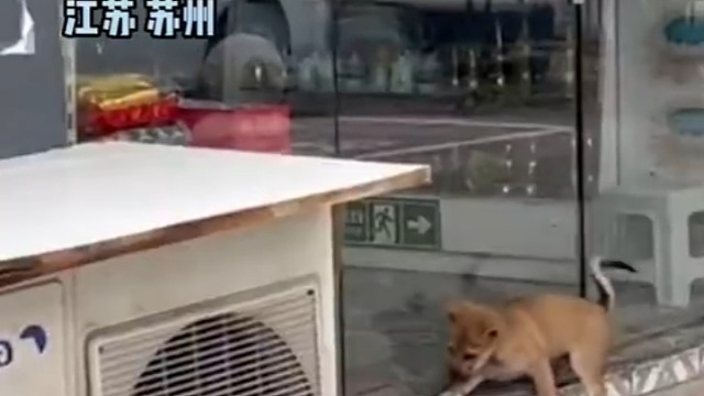 店主邀请狗狗去吹空调