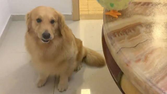 我外出两天，你乖乖吃饭