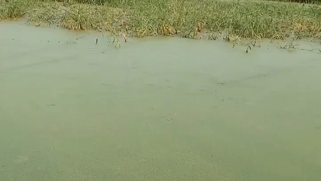 钓鱼速度太快，没看清在看一遍