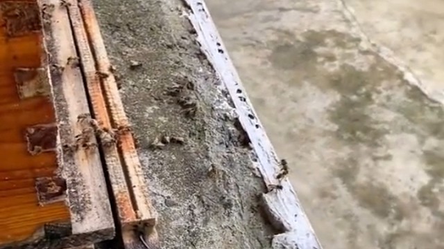 大哥已经杀蜂杀红了眼