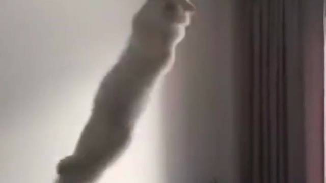 每一个都是会令人心梗的猫咪[吃惊]