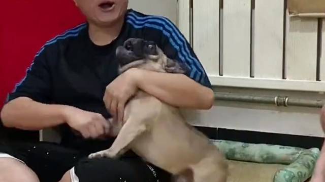 狗仗人势被它演绎的淋漓尽致！