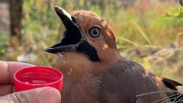一只口渴的小鸟上门求水，用嘴打开水瓶