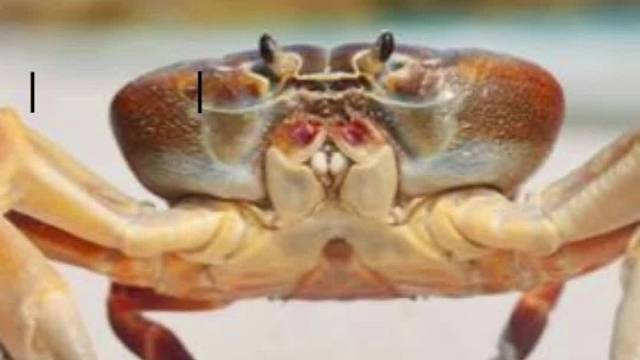 螃蟹脱壳原来是为了成长