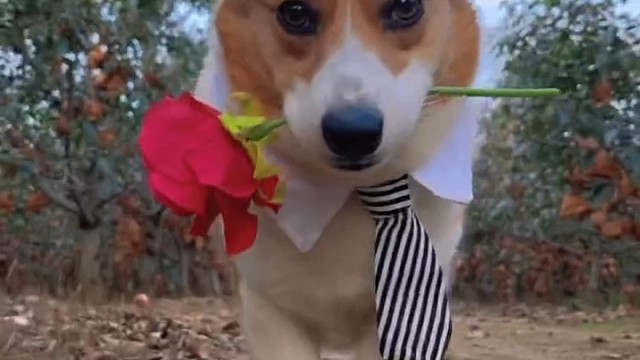 使命召唤瘦普来向你求婚了