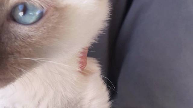 提子
公猫
快七个月