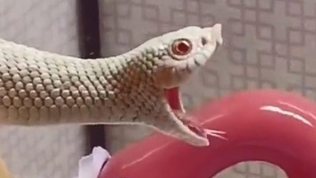 可爱的蛇蛇“棉花糖”，从小就肤白貌美