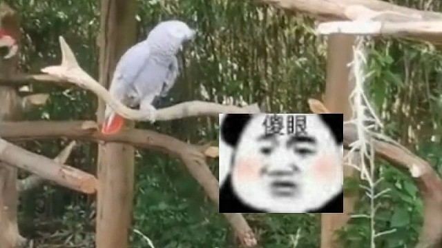 四川峨眉山的猴子打人，云南昆明的鹦鹉骂人