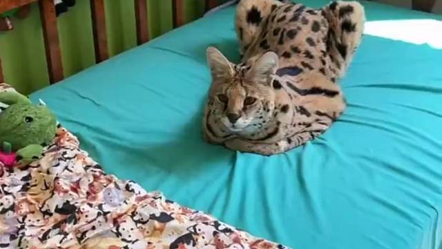 薮猫：我才是爸妈的好大儿，你是捡来的。