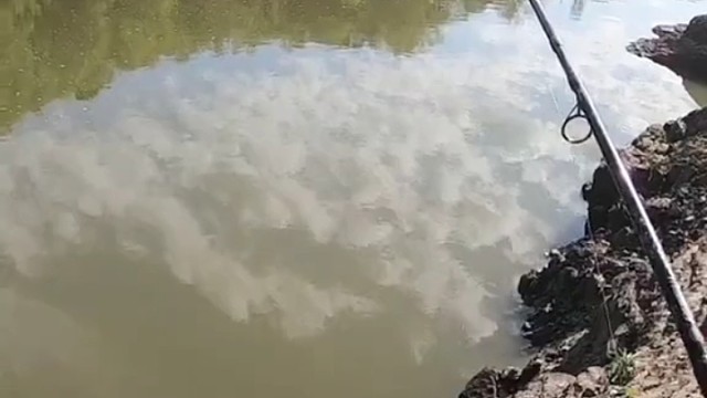 这像不像雀鳄善