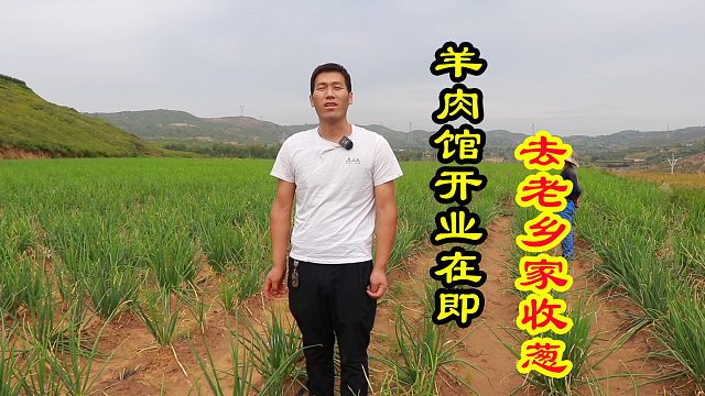 村里收红葱，异地老乡来电预定去村里做饭，回报父老乡亲们的恩情