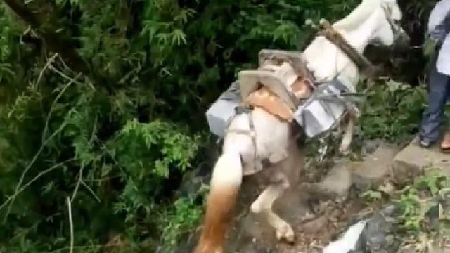 当大爷得知自己养了十年的马被亲戚借去坠涯后……