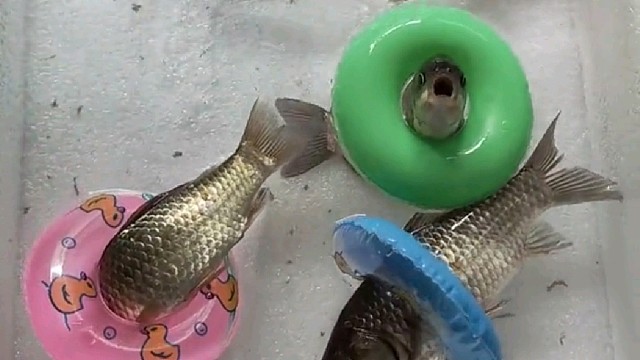 这是怕鱼儿溺水吗