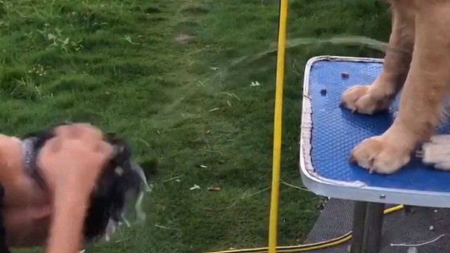 狗子:水温好像有点凉，给你来点热乎的再洗吧。