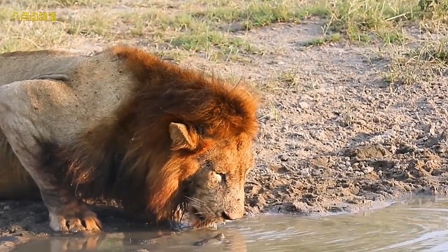哈，终于看到有动物不怕狮子的