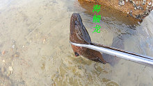 阿平赶海遇到一只红花蟹在捕捉鲍鱼吃，之后还抓到了黑色的海鳗龙