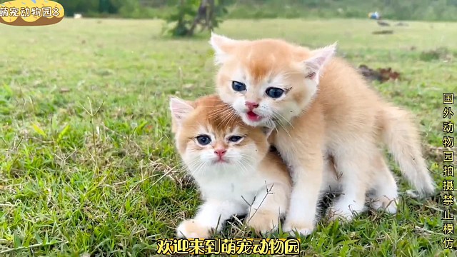 这不是小猴猫吗