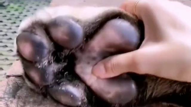 有谁想来捏一捏？