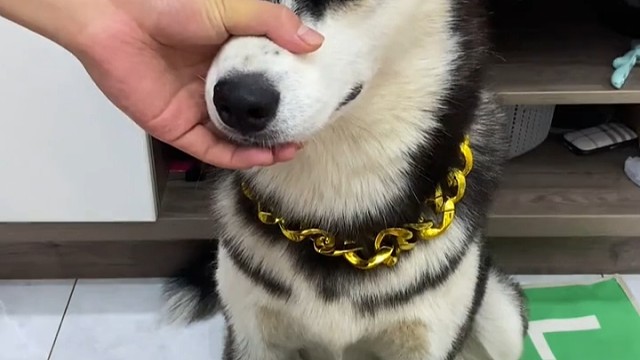 养狗狗就是为了好玩