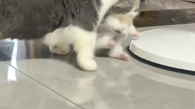猫妈妈叼着它孩子玩