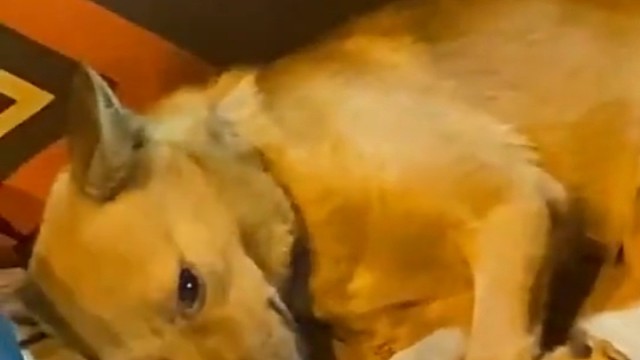 狗:妈妈我们什么时候回家