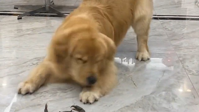 战这么久还没分出个胜负