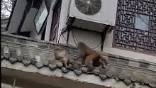 贪玩的猴子爬山居民楼被电，把大妈急得差点哭了