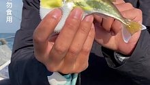 今天在近海钓鱼，给自己定的目标是钓2道菜。最后超额完成任务 (2)