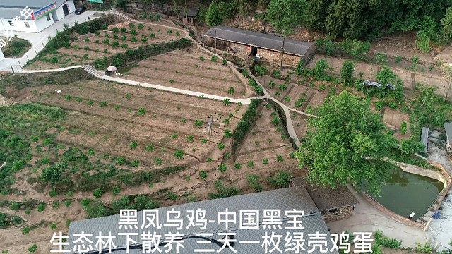 黑风乌鸡绿壳鸡蛋