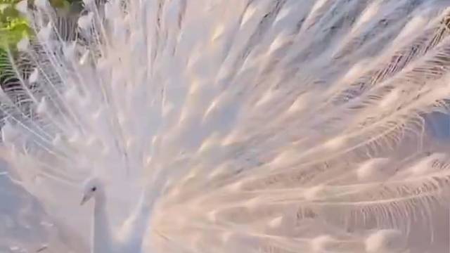 “白孔雀一直以来都很难遇见，遇见白孔雀开屏更是即幸运又浪漫”