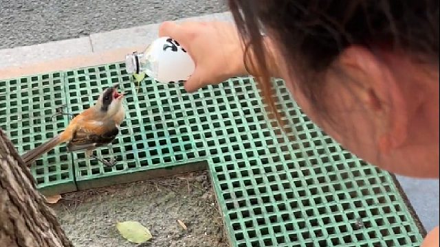 别问我热不热，你看鸟都中暑了