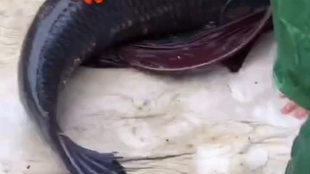 这个大标可以是我的吗