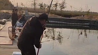 小胖紙中大青魚